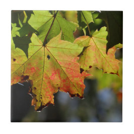 Folhas de outono coloridas