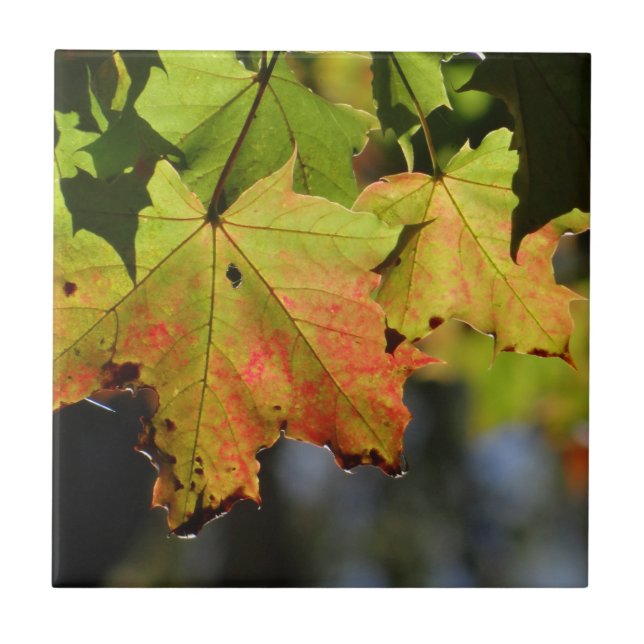 Folhas de outono coloridas (Frente)