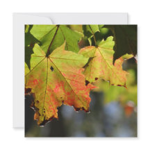 Folhas de outono coloridas