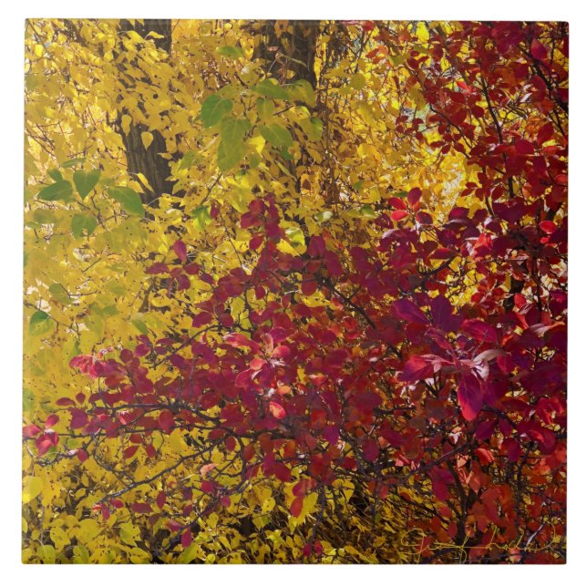 Folhas de outono no Azulejo Outback do Oregon (Frente)