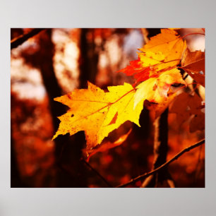 Folhas de outono no poster de Poconos