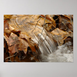 Folhas de outono Poster