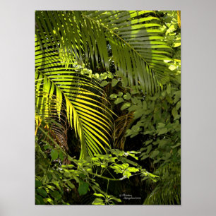 Folhas de palma tropicais e Poster