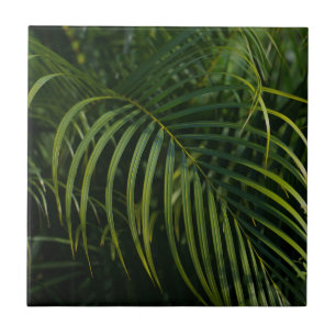 Folhas de Palmeira Verde Escuro