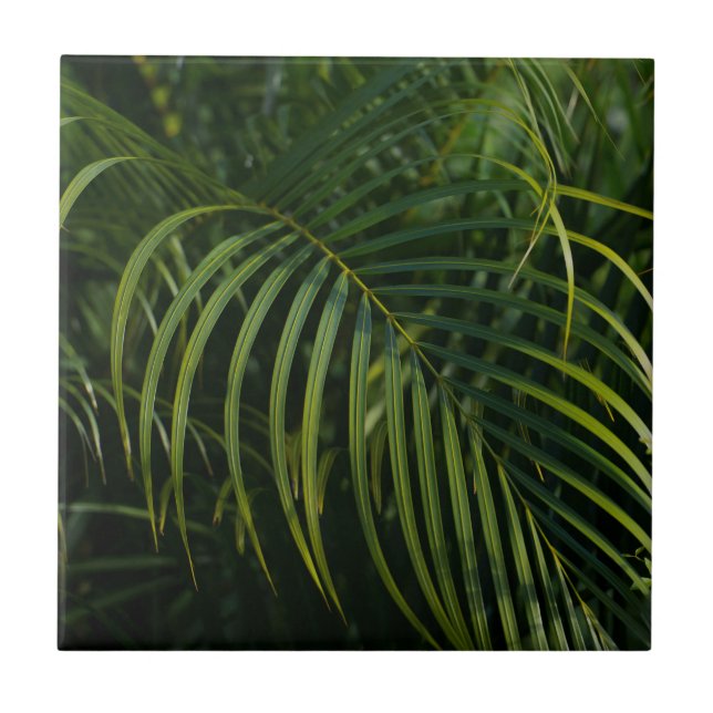 Folhas de Palmeira Verde Escuro (Frente)