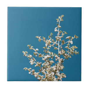 Folhas de Saltbush Quadro Céu Minimalista