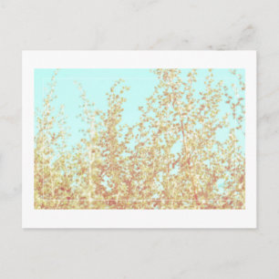 Folhas de Saltbush Quadro do Céu Cartão Postal Min