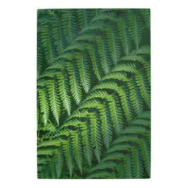 Folhas de samambaia verde