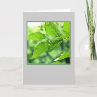 'Folhas de Verão com Gotículas de Chuva' Cartão d
