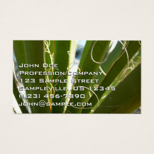 Folhas de Yucca Fotografia Verde da Natureza