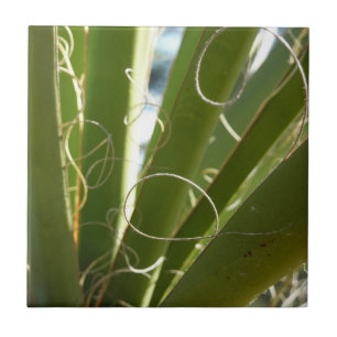 Folhas de Yucca Fotografia Verde da Natureza