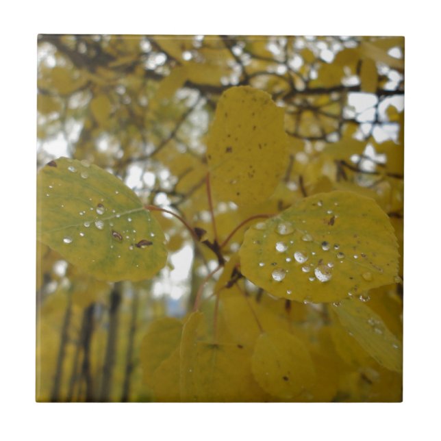 folhas do álamo tremedor (Frente)