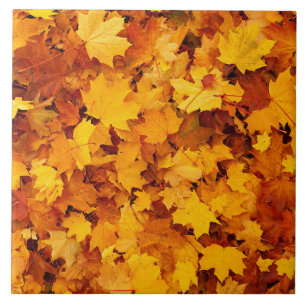 Folhas do Autumn Maple