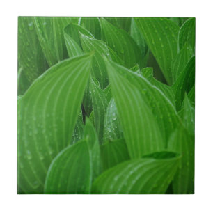 Folhas do Hosta com azulejo dos pingos de chuva