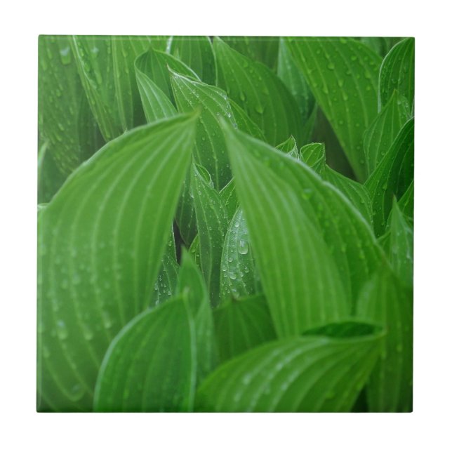 Folhas do Hosta com azulejo dos pingos de chuva (Frente)