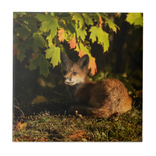  Folhas e Sombras de Raposa      