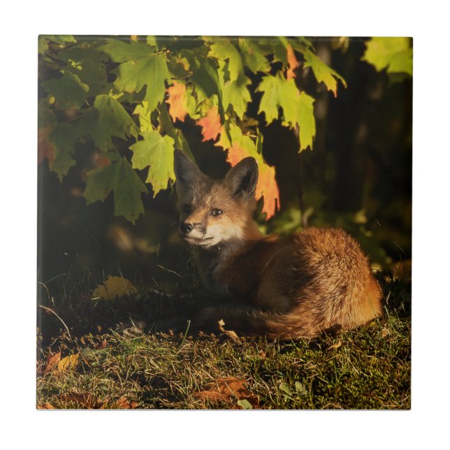  Folhas e Sombras de Raposa       (Frente)