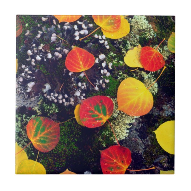 Folhas em uma rocha coberta de líquen, Montanhas R (Frente)