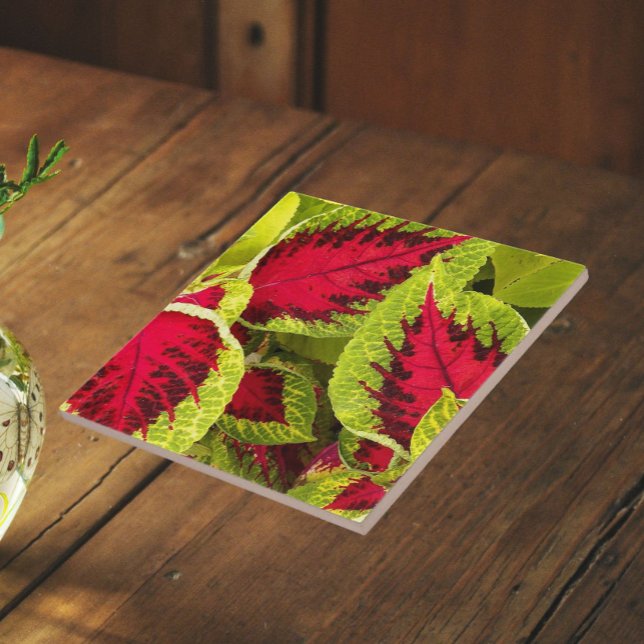 Folhas Florais de Coleus Colorido (In Situ)