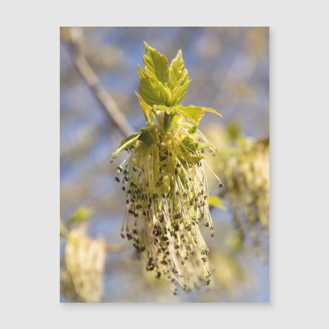 Folhas fofas em foto da primavera (Frente)