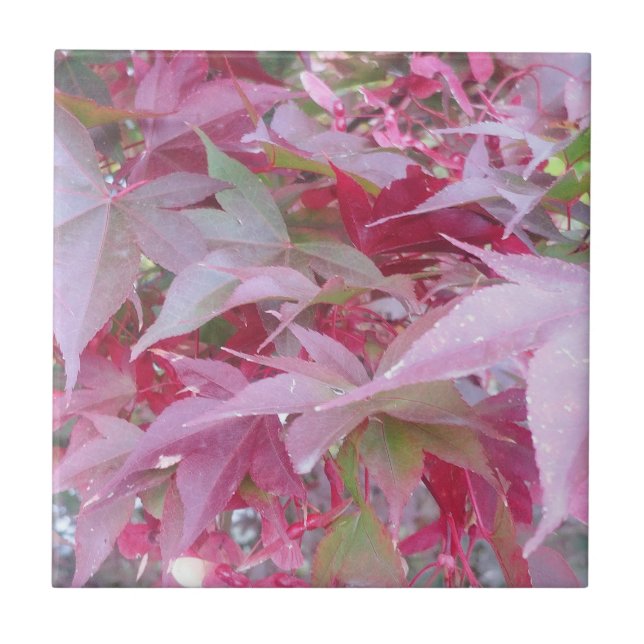 Folhas Rosa E Sage (Frente)