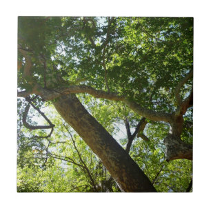 Folhas Verdes da Árvore Plátano Natureza