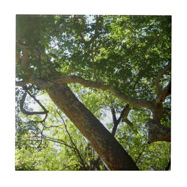 Folhas Verdes da Árvore Plátano Natureza (Frente)