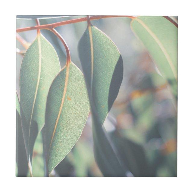 Folhas verdes de Eucalyptus claras (Frente)