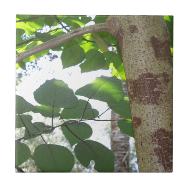 folhas verdes e tronco de árvore com casca fria (Frente)