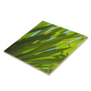 Folhas verdes, luz solar e céu azul