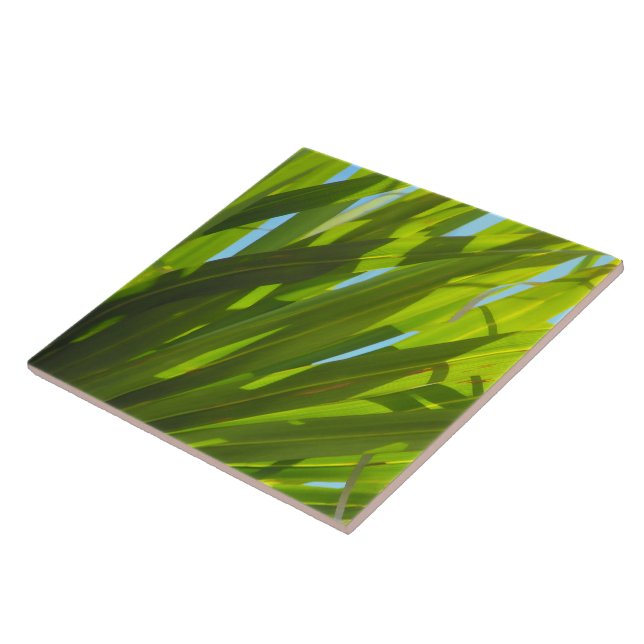 Folhas Verdes, Luz Solar e Céu Azul (Lateral)