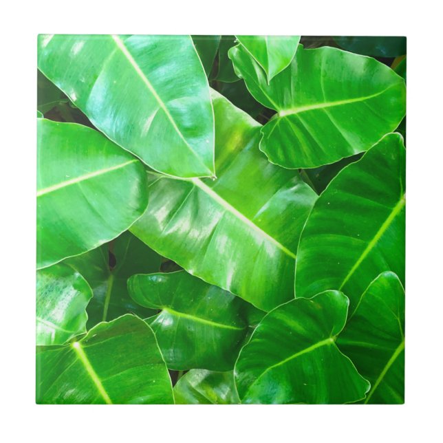 Folhas verdes Palm Folha Floresta tropical (Frente)