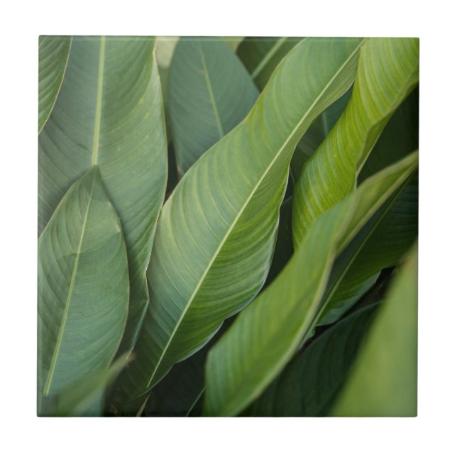 Folhas Verdes Tropicais Macias Botânica (Frente)