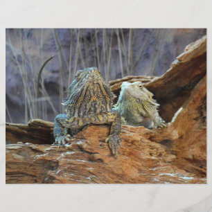 Folheto com dois lagartos curiosos