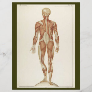 Folheto dos Músculos Posteriores