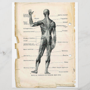 Folheto dos Músculos Posteriores