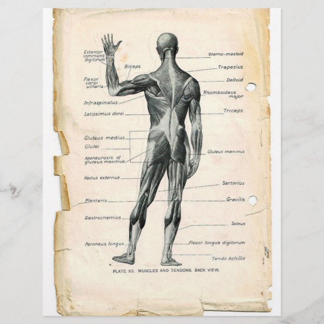 Folheto dos Músculos Posteriores (Frente)