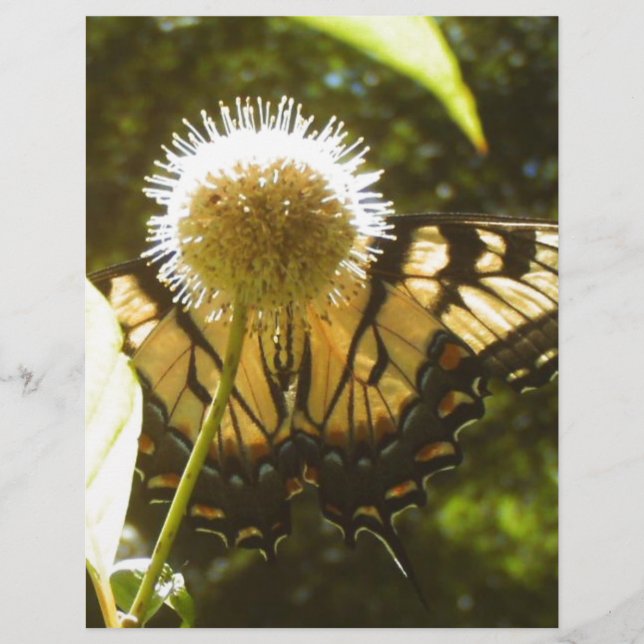 Folheto Monarch June (Frente)