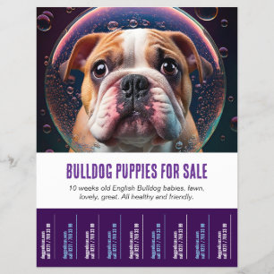 Folheto para vender cachorros Bulldog