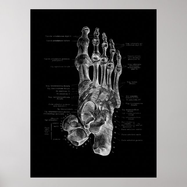 Foot Bones Anatomy Podiatrist Poster (Frente)