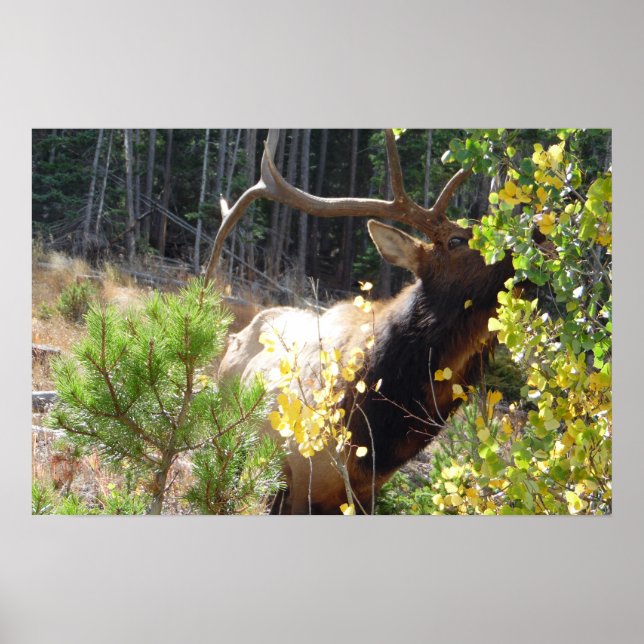 Forest Bull Elk Photo Nature Wall Poster Mancave (Frente)
