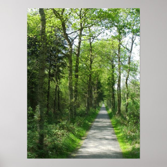Forest Path in Partial Sunlight Photo Poster Art (Frente)