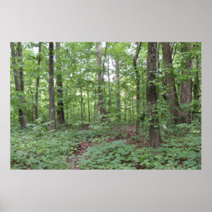 Forest Poster