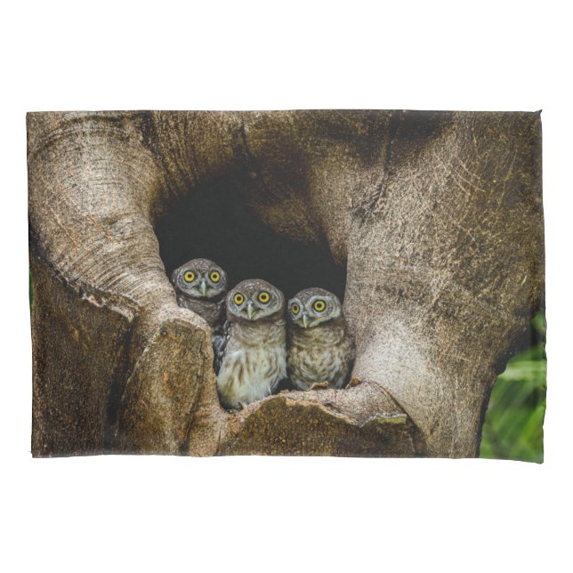Forests | Three Owls Looking (Frente)