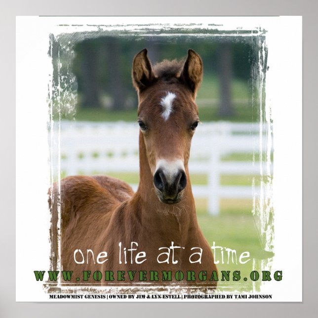 ForeverMorgãos: Uma Vida por Poster (Frente)