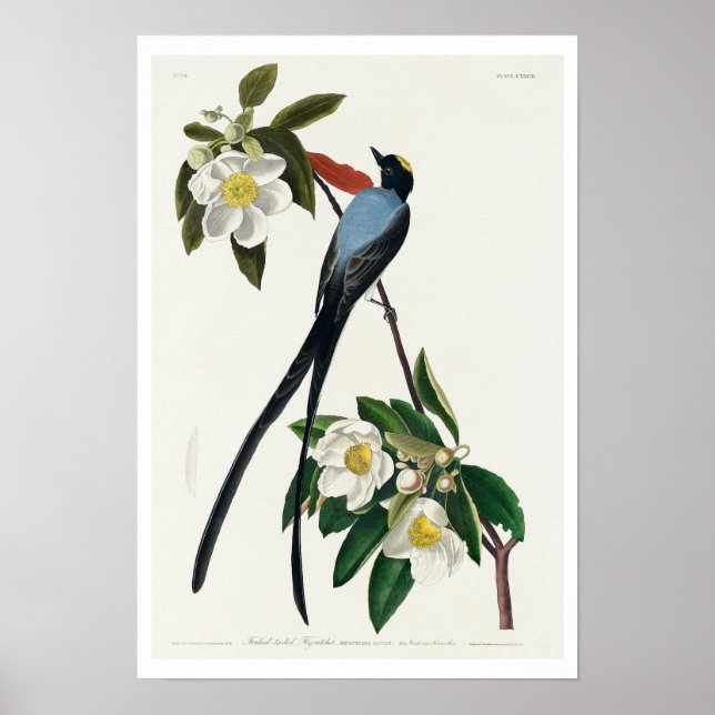 Fork-tailed Flycatcher by Audubon Poster (Frente)