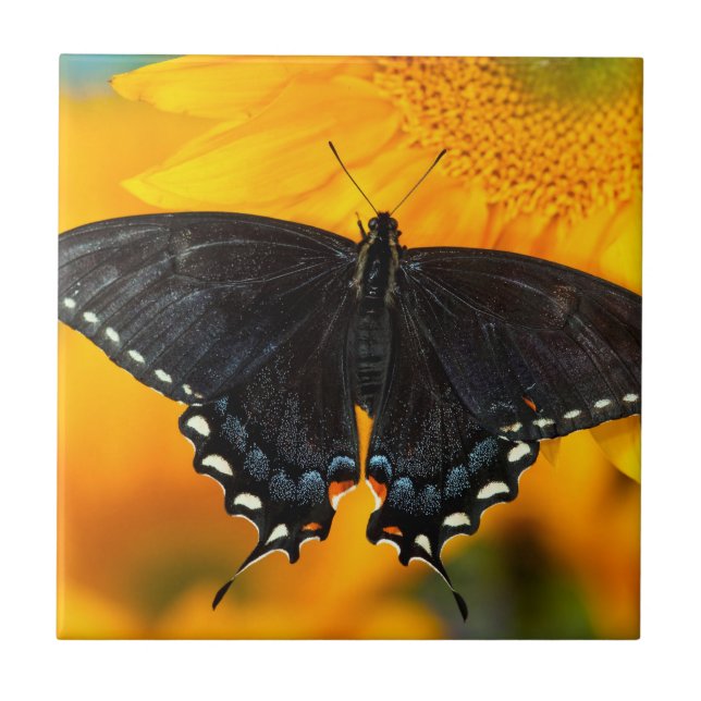 Forma preta do tigre oriental (Frente)