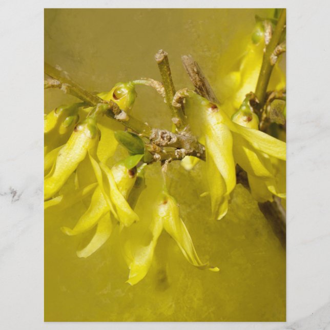 Forsythia - Sunshine Springtime (Frente)