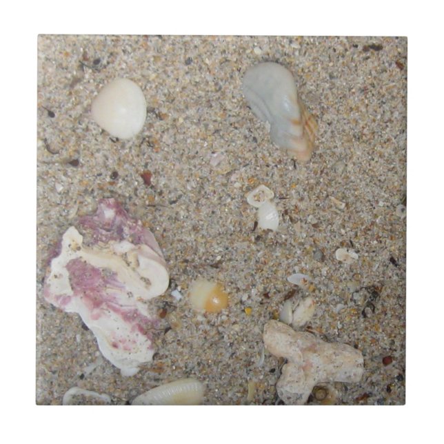 Fort Lauderdale Beach Sand, Shells, Coral (Frente)