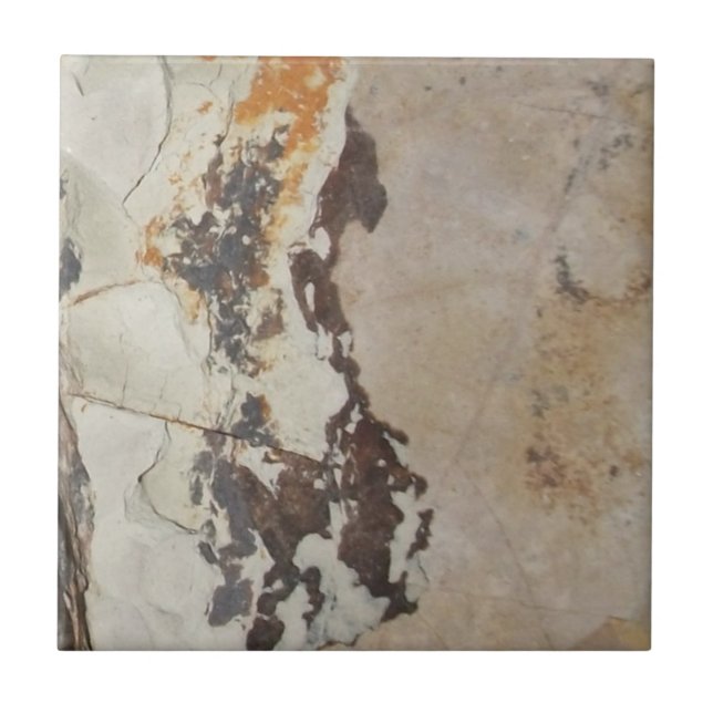 Fósseis vegetais de fósseis, OU rochas interessant (Frente)